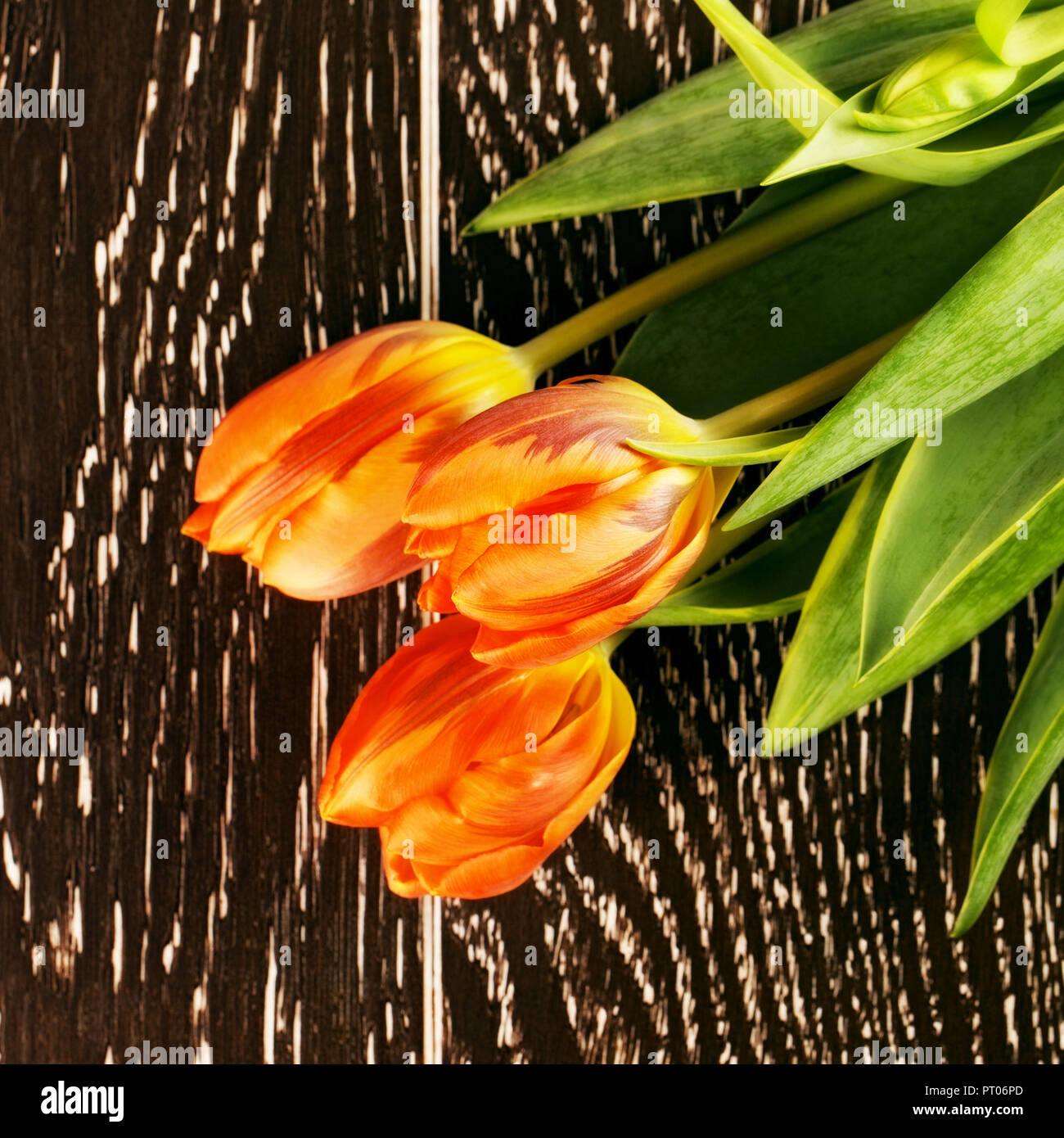 orange tulip flowers bouquet on wooden background Stock Photo