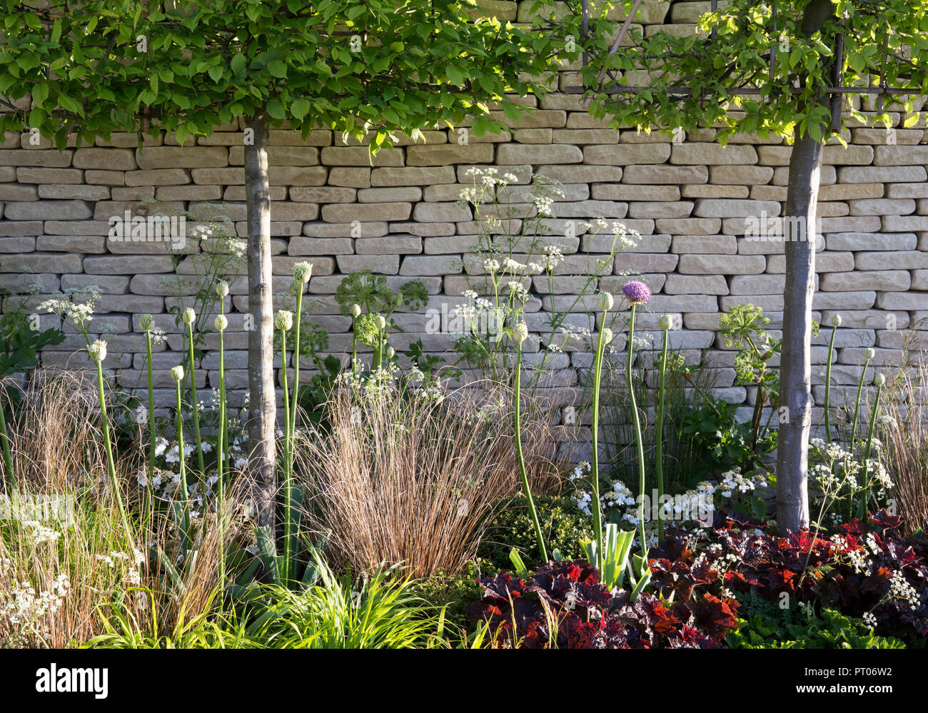 Cotswold dry stone wall, pleached Carpinus betulus trees, alliums, grasses, cow parsley, spring, Bovis Homes Family garden, RHS Malvern Spring Festiva Stock Photo