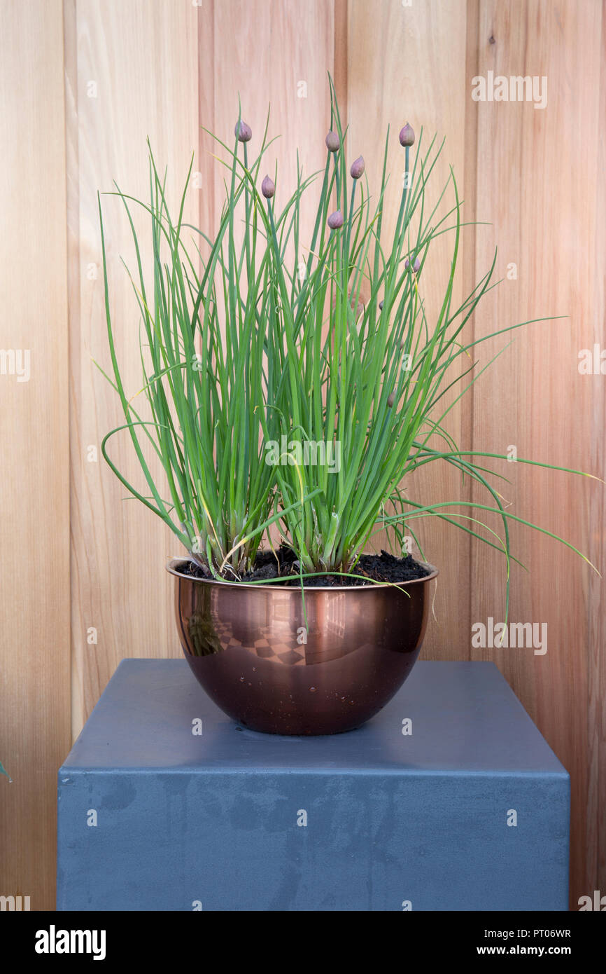 At home indoors kitchen garden growing your own with Organic chives grown in copper container plant pot UK Stock Photo