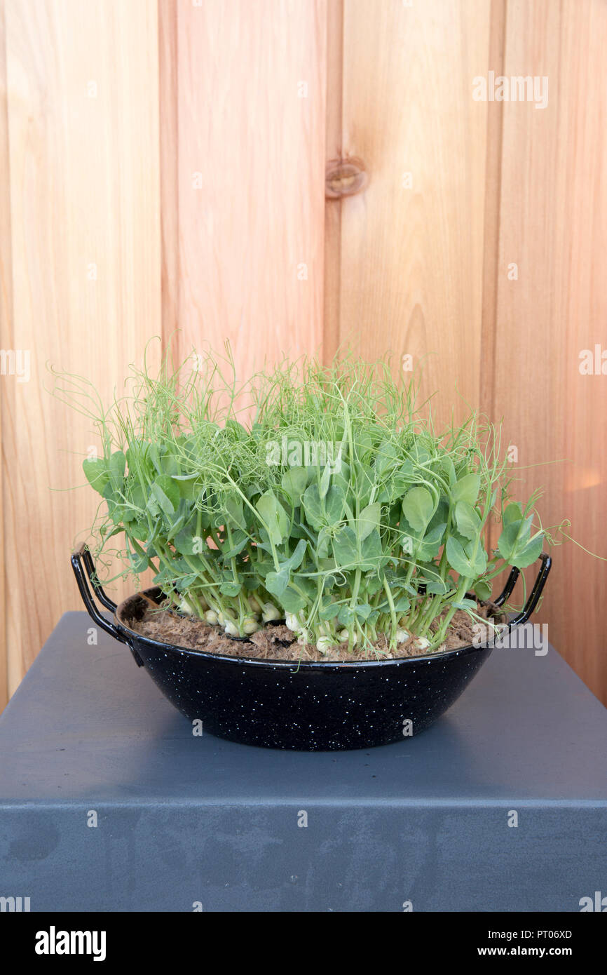 small space Kitchen garden with Organic pea shoots grown as salad micro greens in old repurposed cooking pot container England UK Stock Photo