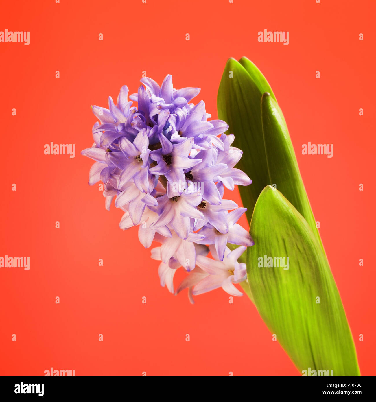 beautiful fresh blue hyacinth flower on red background Stock Photo