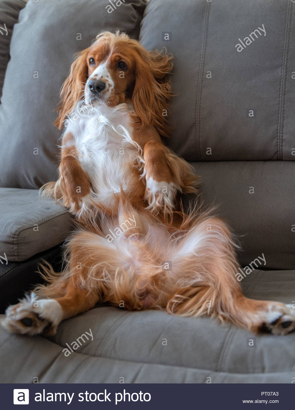 cute and funny dog pictures