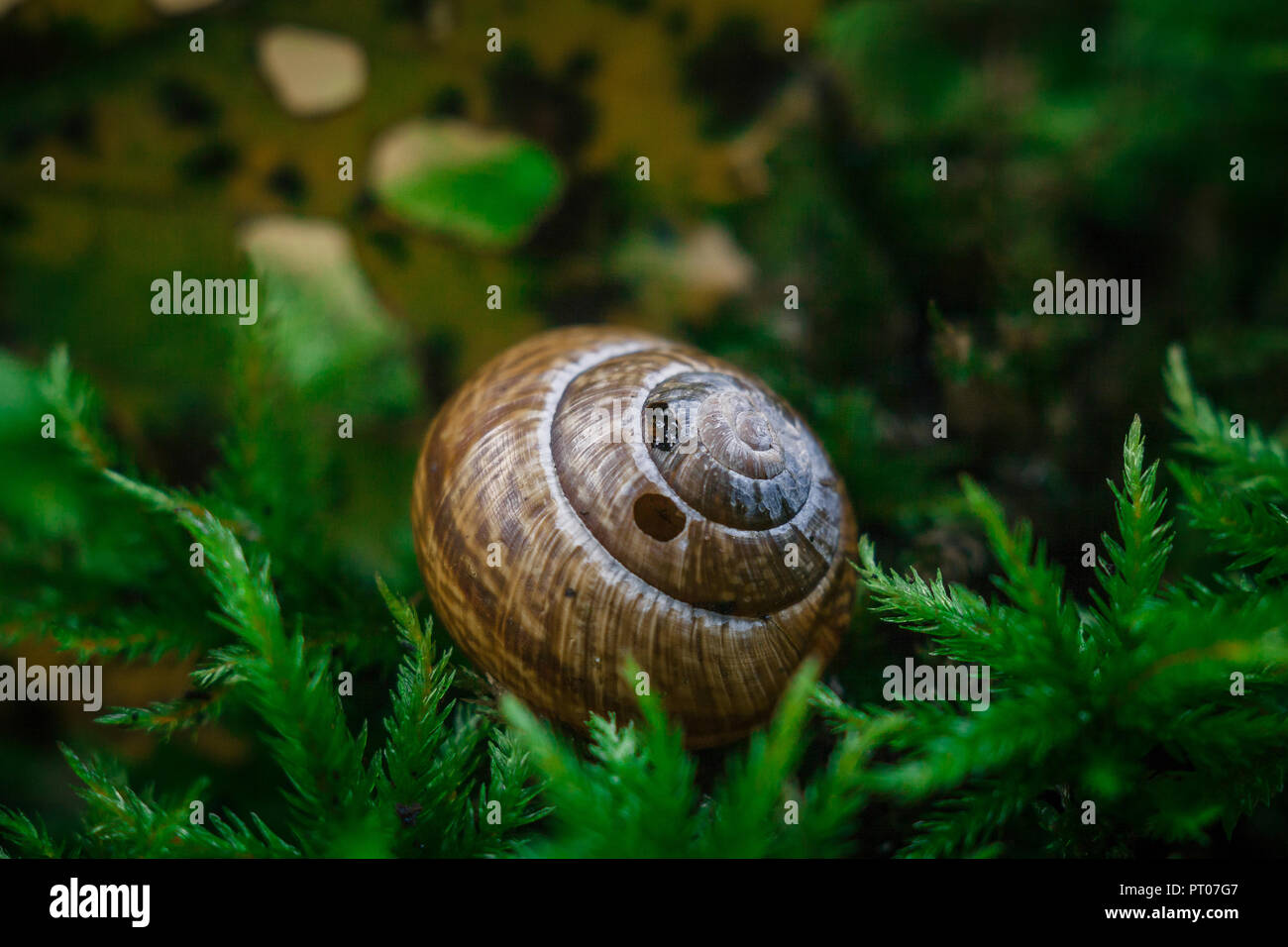 Snail on the moss in autumn forest Stock Photo