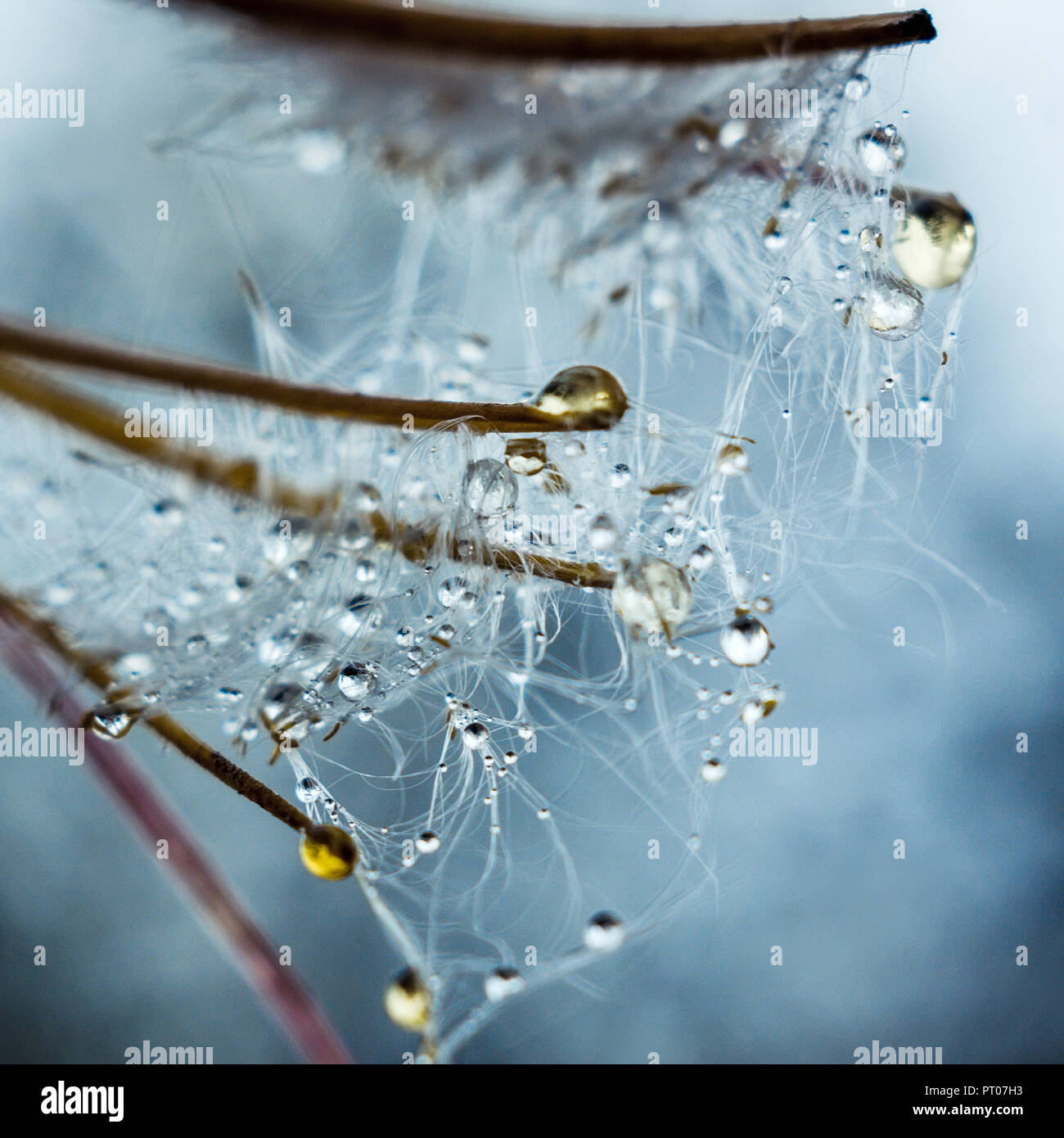 Water drops on a willow-herb after rain Stock Photo