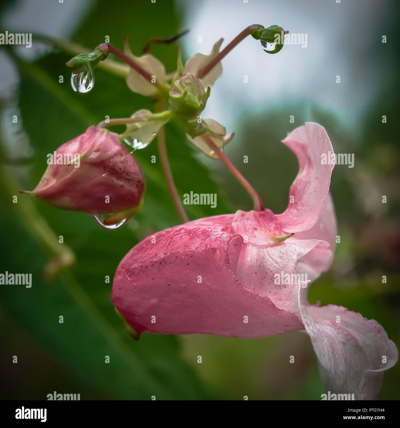 Flowers of impatient after rain Stock Photo