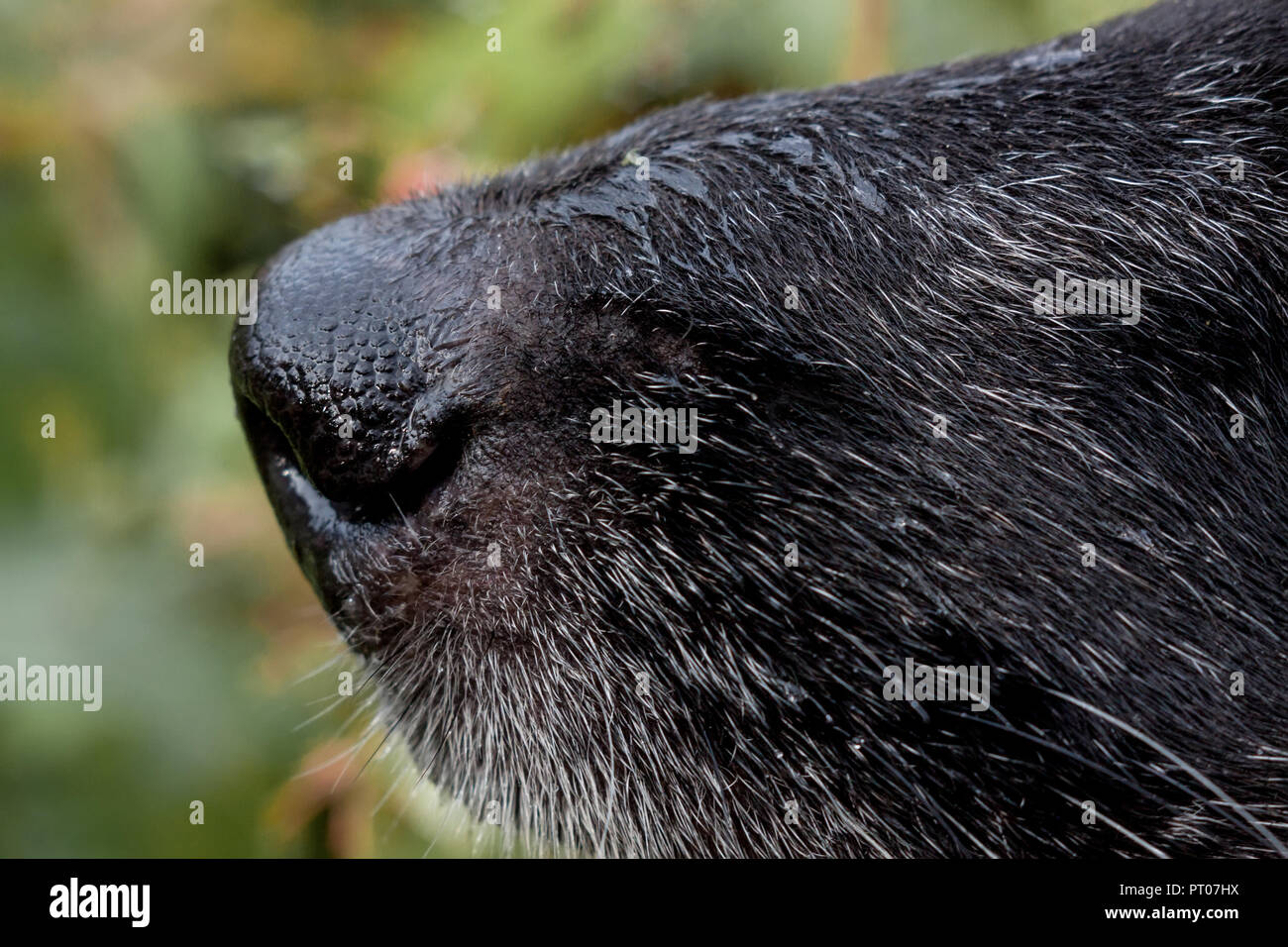 Macro shot of a dog nose Stock Photo