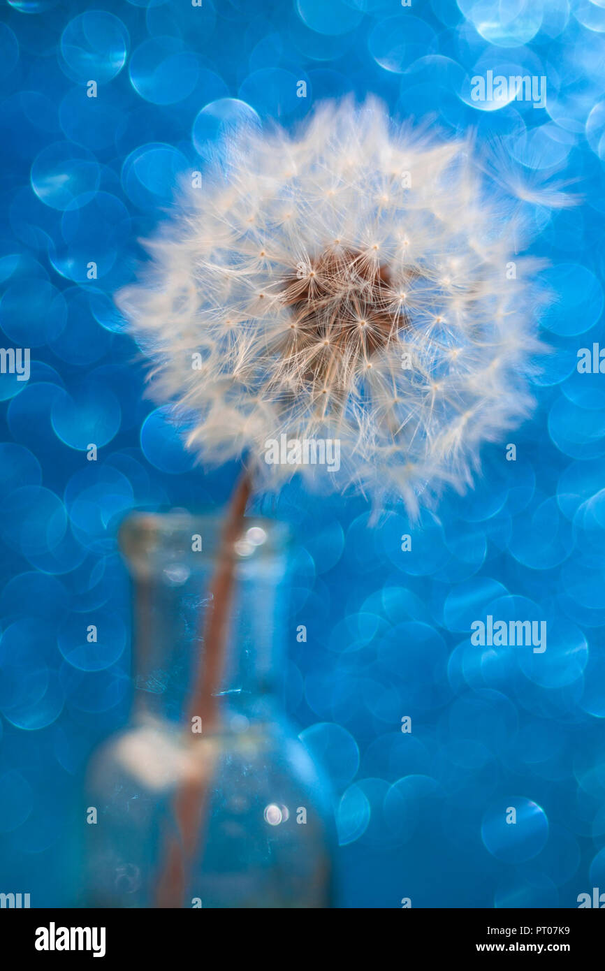 Close up shot of a dandelion on blue background Stock Photo