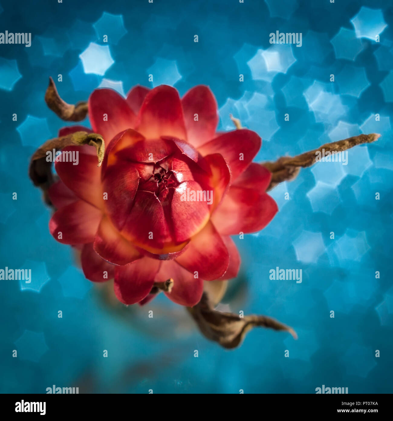Strawflower (or helichrisum) on a blue background Stock Photo