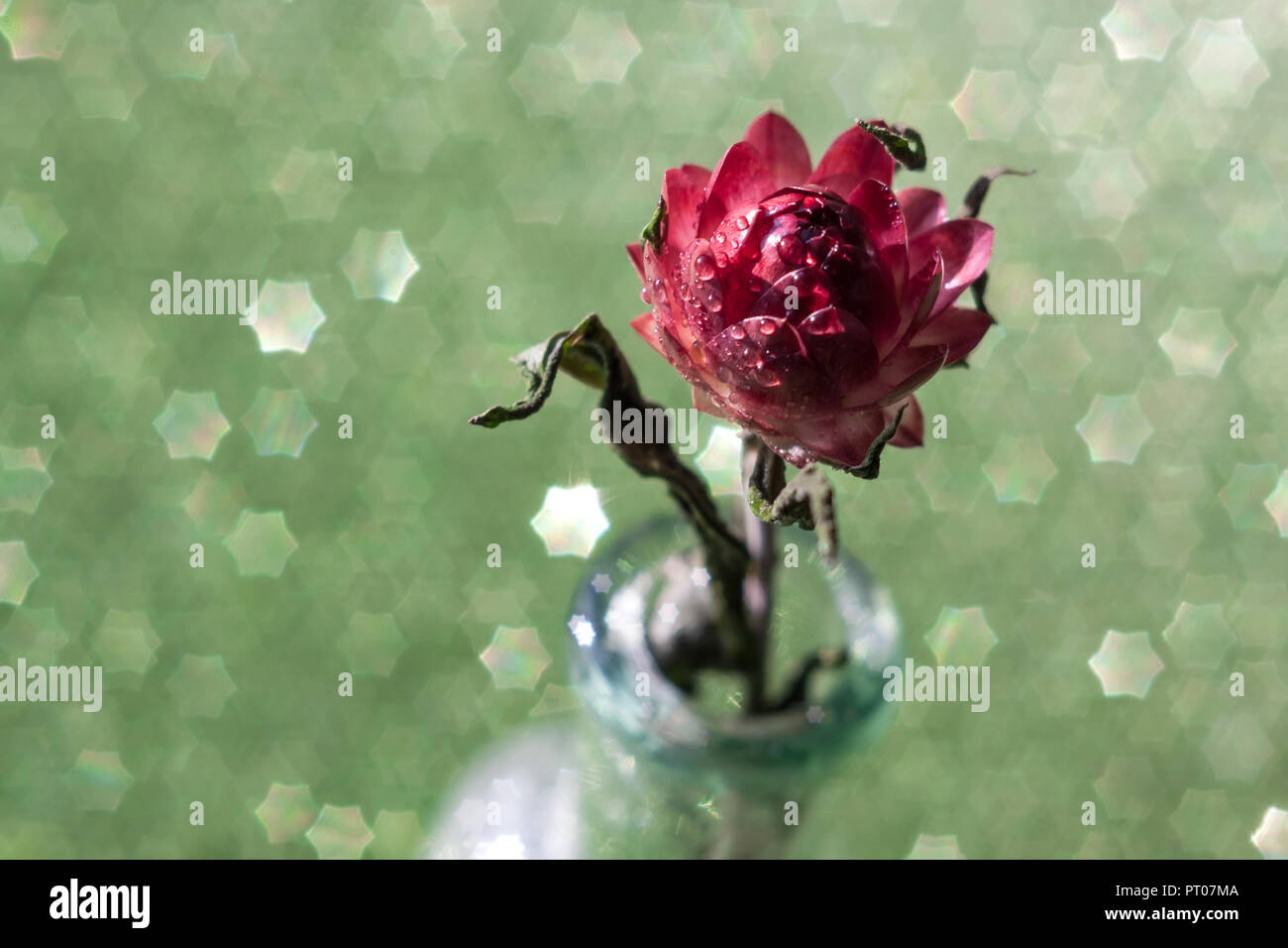 Strawflower (or helichrisum) in a glass bottle, macro shot Stock Photo