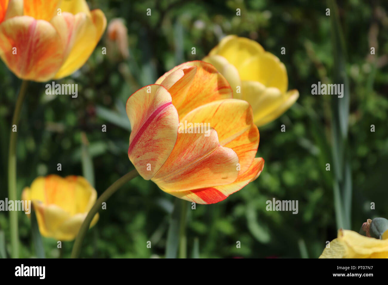 Beautiful flowers taken in my garden Stock Photo Alamy