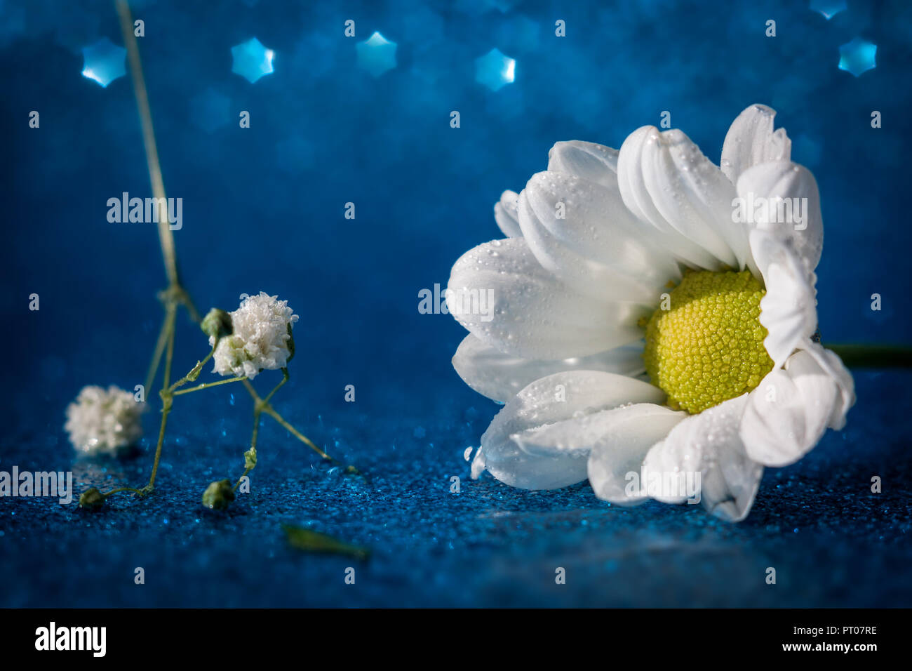 Macro shot of flowers on a blue background Stock Photo