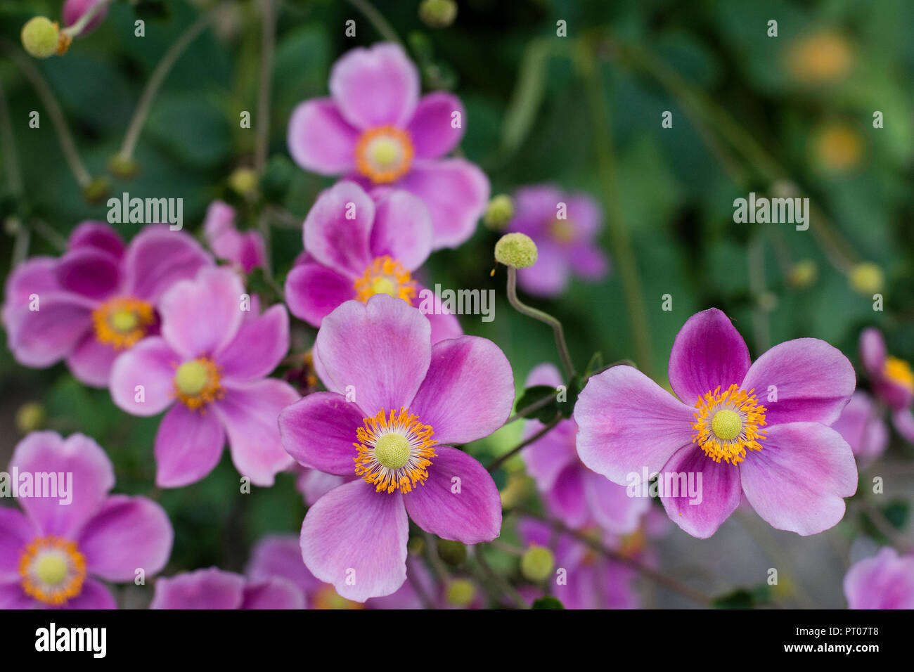 Flowers of Anemone hupehensis japonica Stock Photo