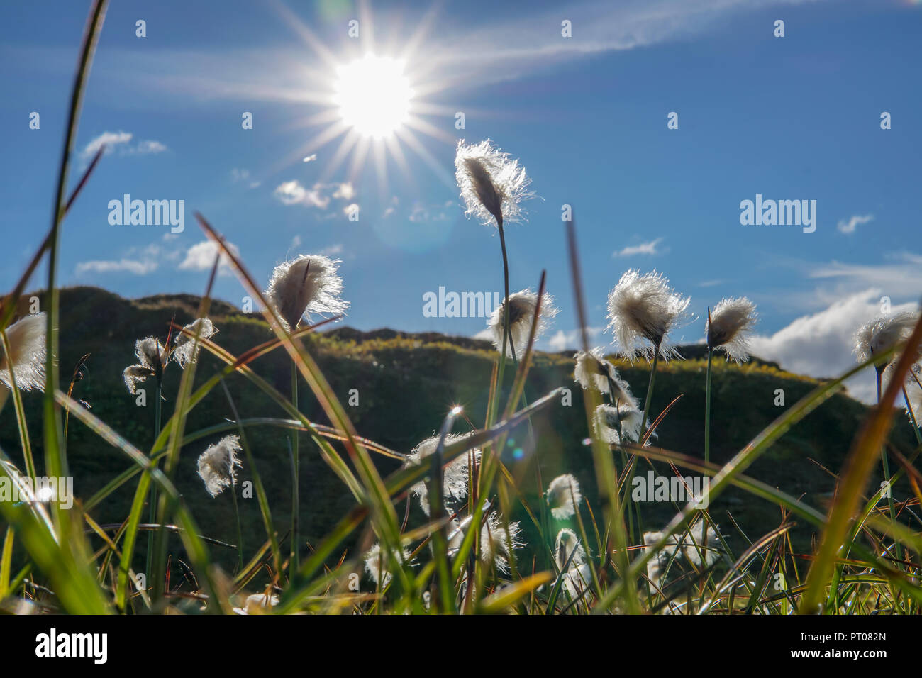 Field of cotton grass in iceland Stock Photo