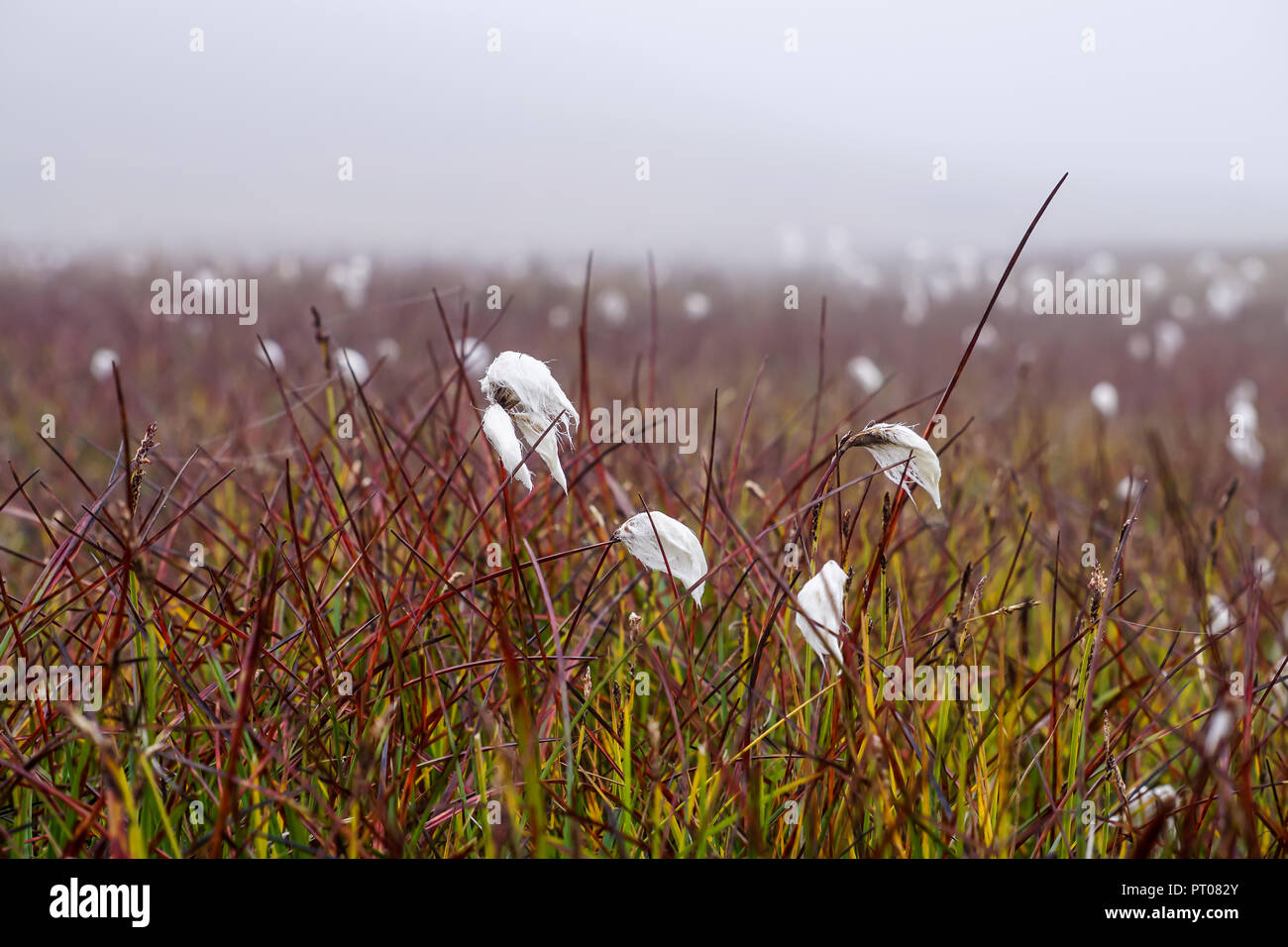 Field of cotton grass in iceland Stock Photo