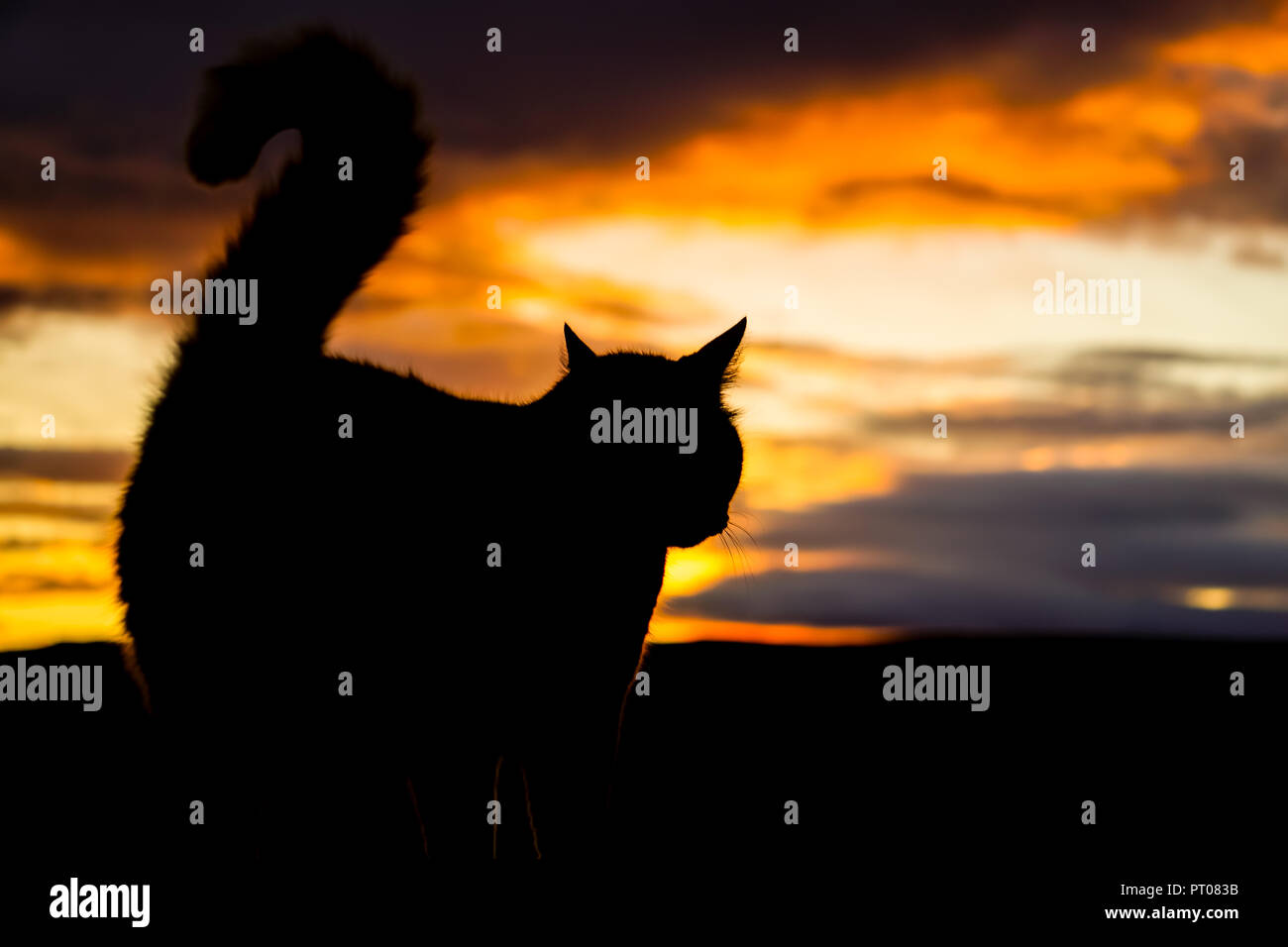 Here you can see the profil of a cat with a dramtic sky in background. Stock Photo