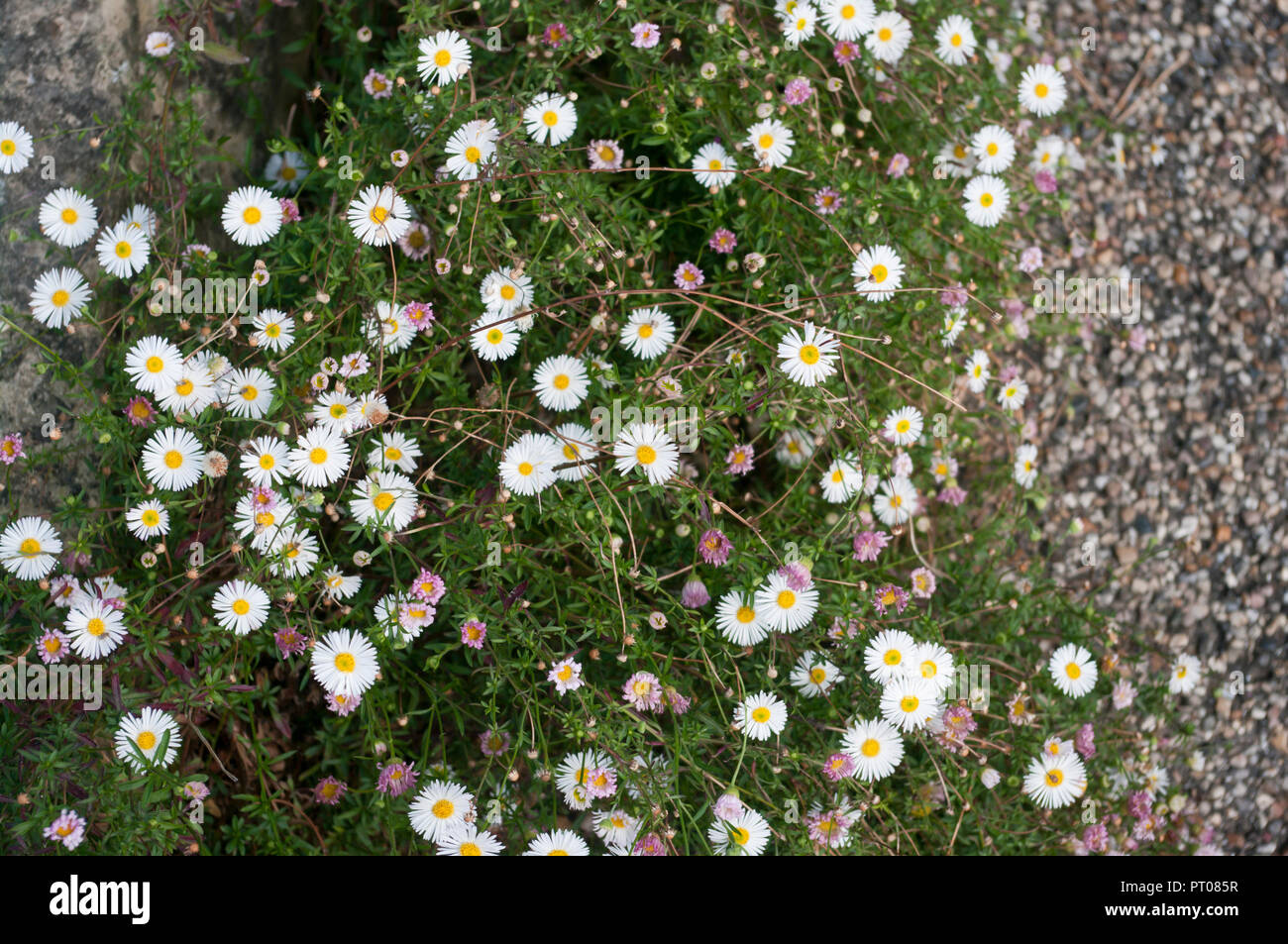 Erigeron karvinskianus also known as Mexican fleabane Latin American fleabane Santa Barbara daisy Spanish daisy Karwinskys fleabane or bony tip fleaba Stock Photo