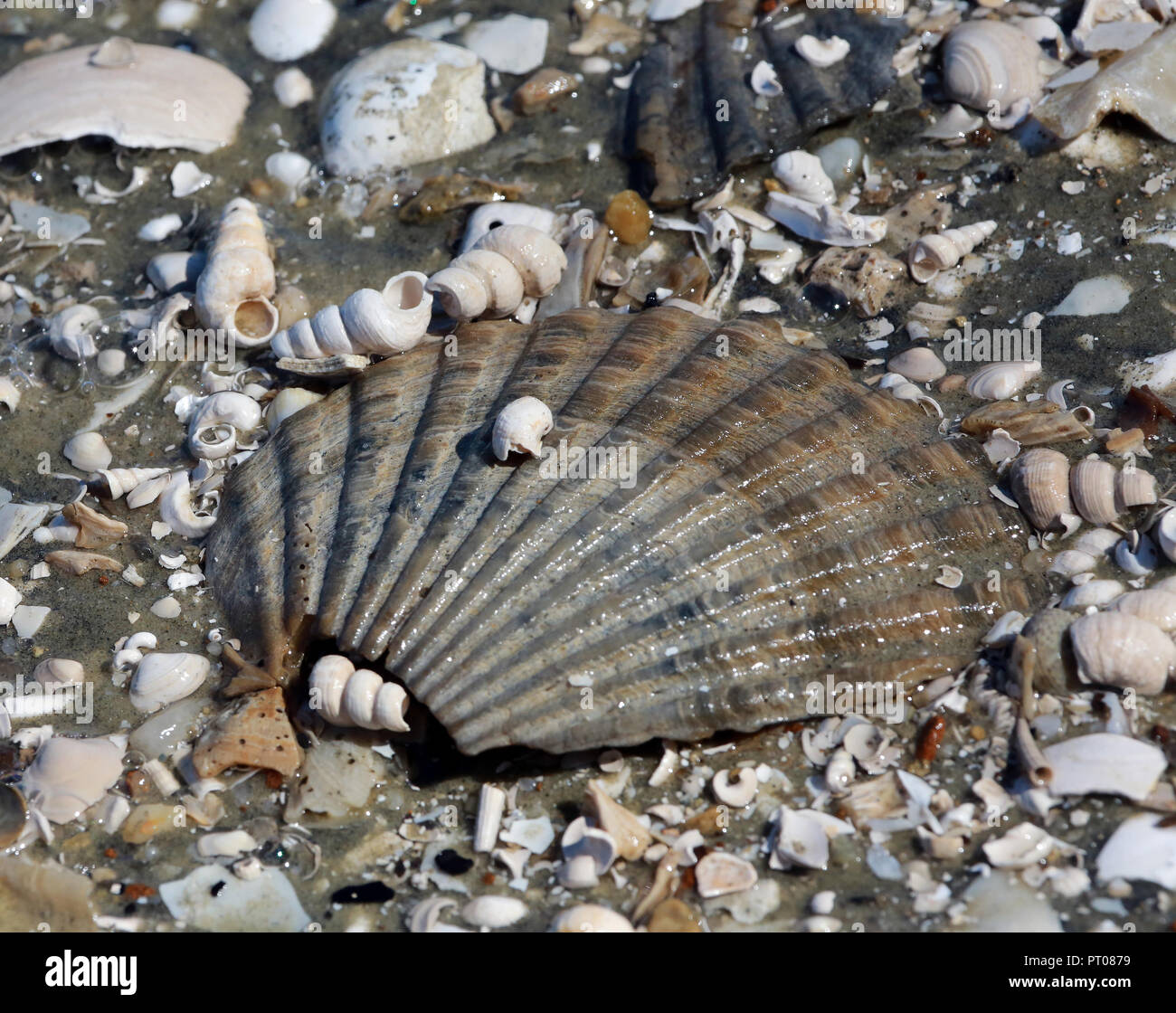 fossil snail shells surrounding fossil pectin shell Stock Photo
