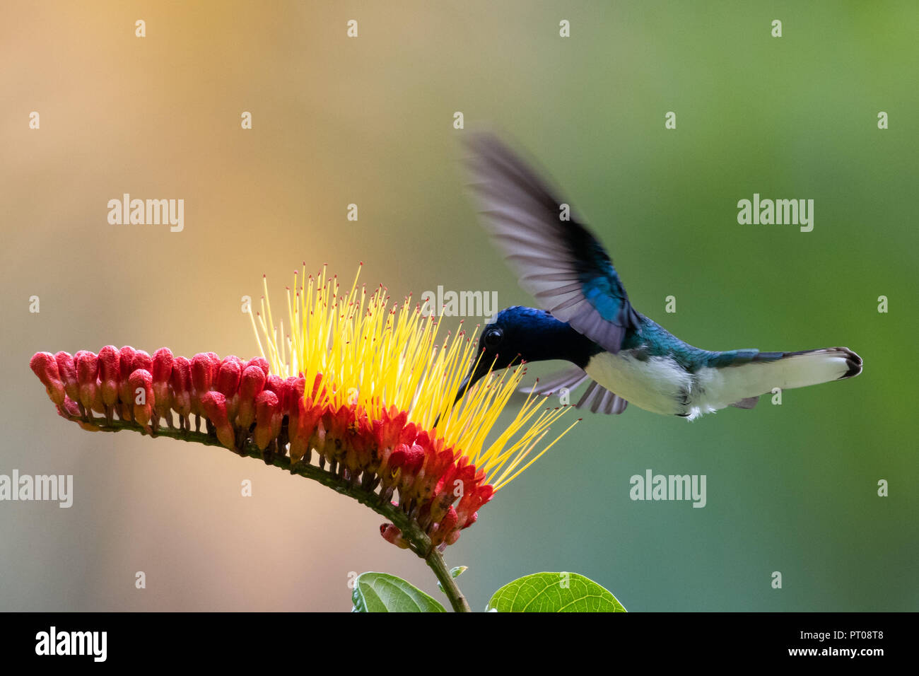 Bright and colorful White-necked Jacobin hummingbird, Florisuga mellivora, feeding on the rare and tropical Combretum flower, (Monkey Brush Vine) Stock Photo