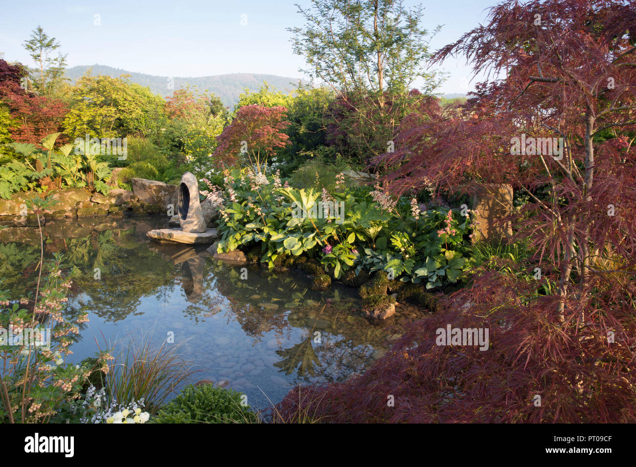 Large pond water feature with stone boulders Japanese Zen garden with, Gunnera manicata, Rodgersia aesculifolia, Arum lillies - Acer Palmatum trees UK Stock Photo
