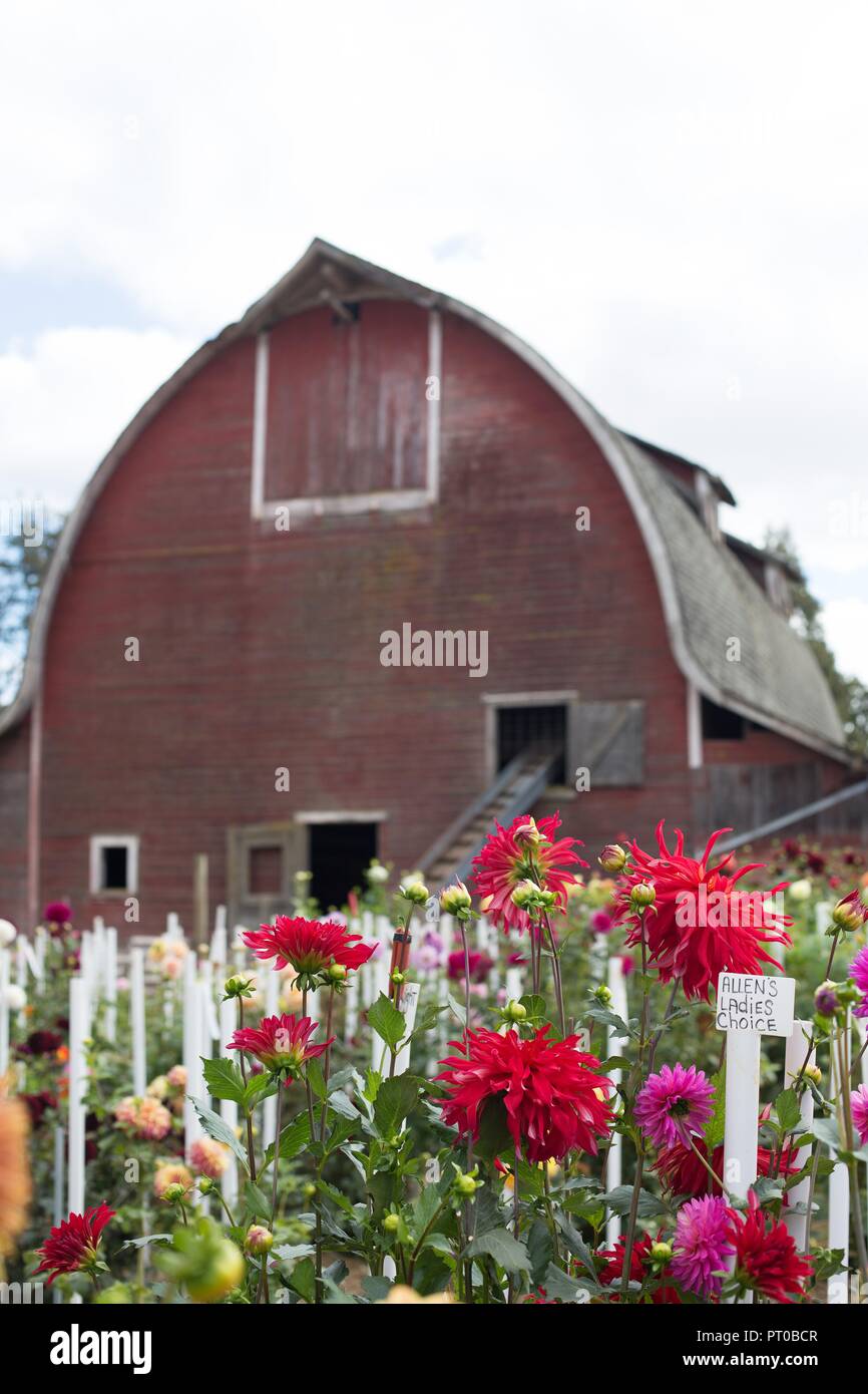 Dahlias growing on a farm in Pleasant Hill, Oregon, USA Stock Photo Alamy