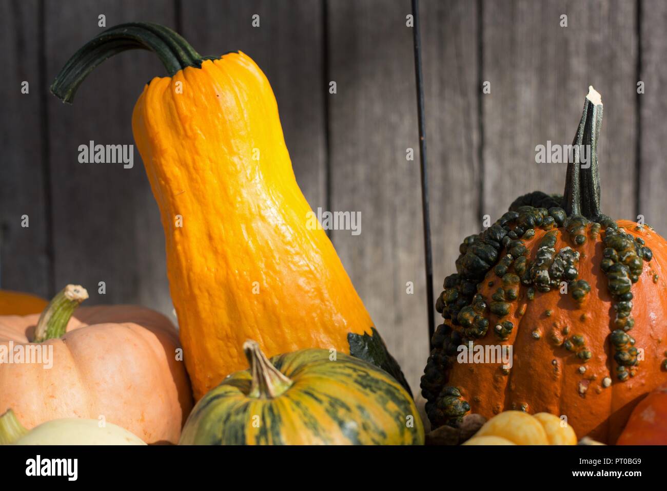 A close up of multiple varieties of squash and pumpkins. Stock Photo