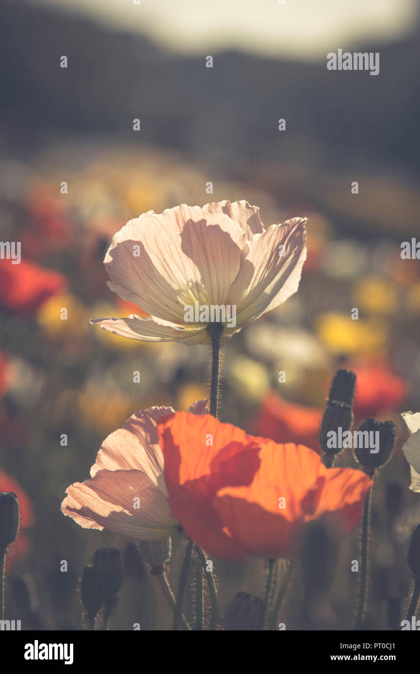 Several poppies in meadow close hi-res stock photography and images - Alamy