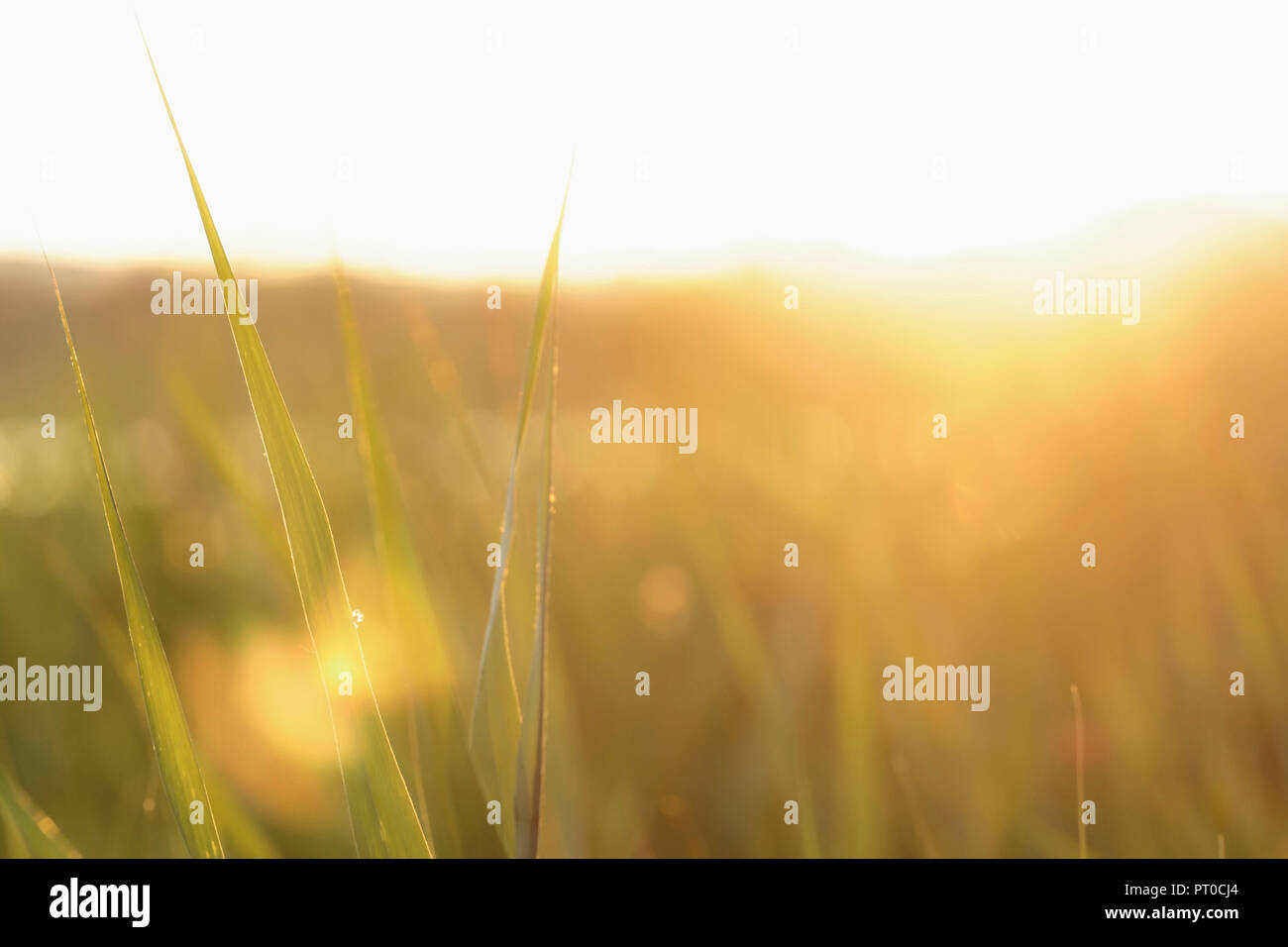 A warm sunset over a summery meadow. Stock Photo