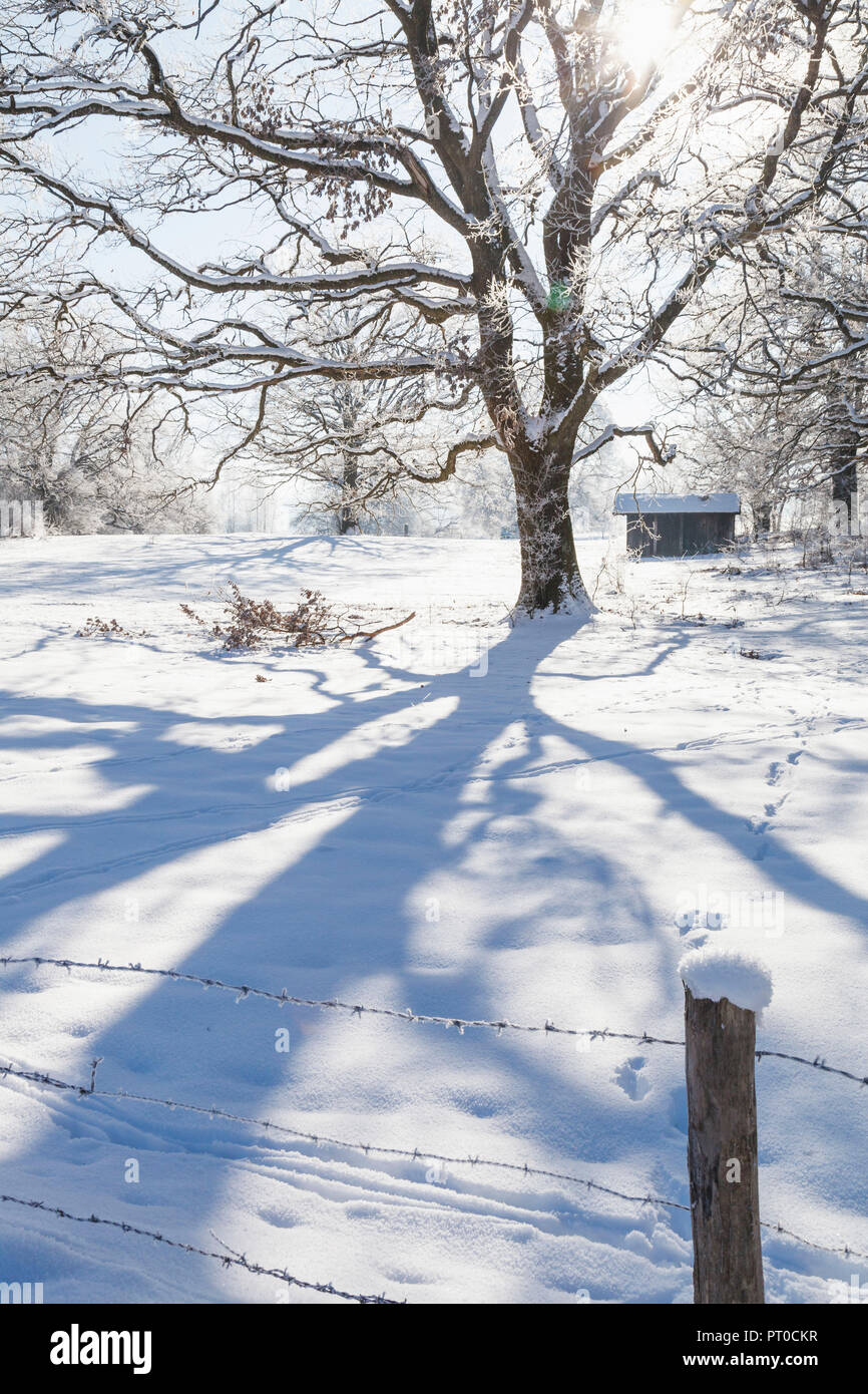 A tree in the winter in backlight, snow and blue sky Stock Photo - Alamy