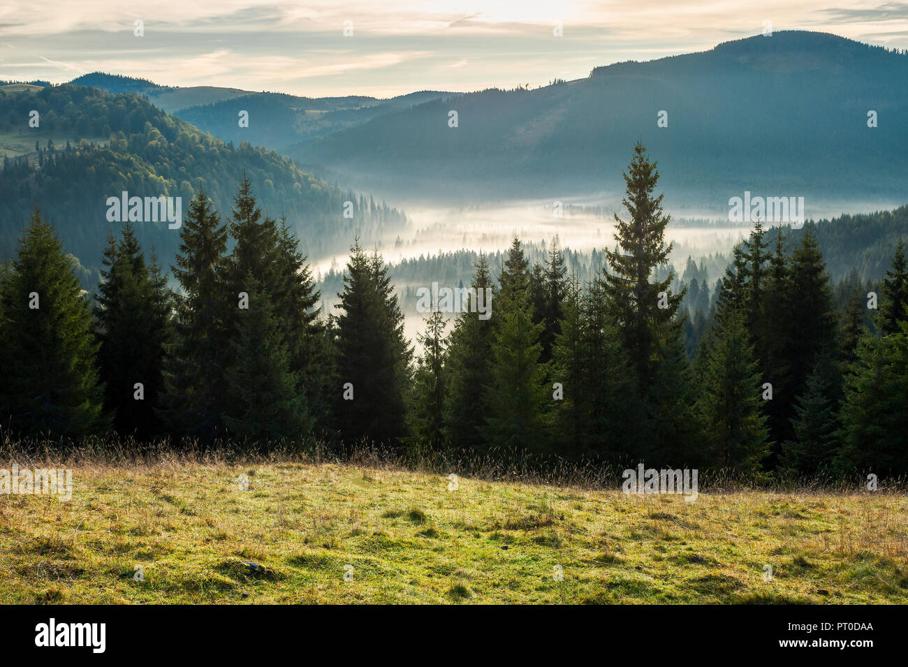spruce forest in foggy valley. beautiful autumn scenery in mountains at sunrise. view from the hill Stock Photo