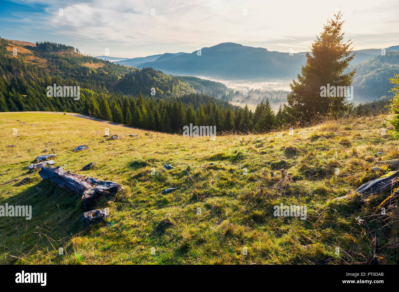 wonderful autumn landscape in mountains at sunrise. spruce forest down in foggy valley.  view from the grassy hill Stock Photo