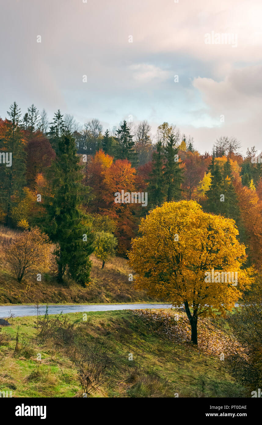 tree with golden foliage by the road in mountains. wonderful fall season scenery. Stock Photo