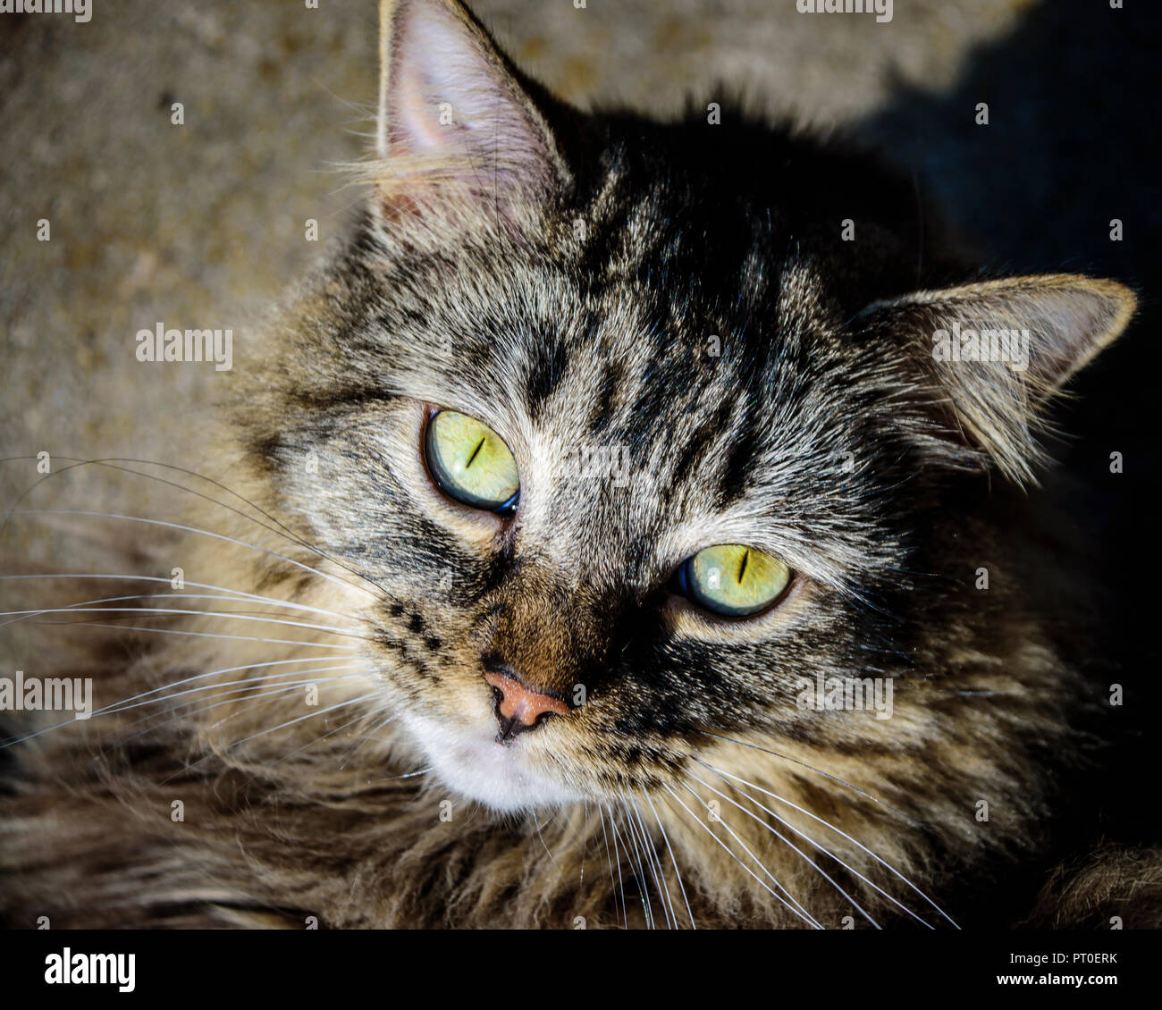 Gorgeous Norwegian Forest Cat close up. Stock Photo