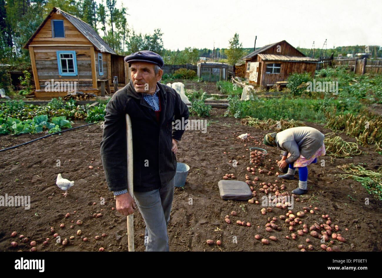 kodinsk , Krasnoyarsk Krai , Siberia , Russia - Russian potato  Farmer and wife harvest potatoes at their small holding in Siberia Stock Photo