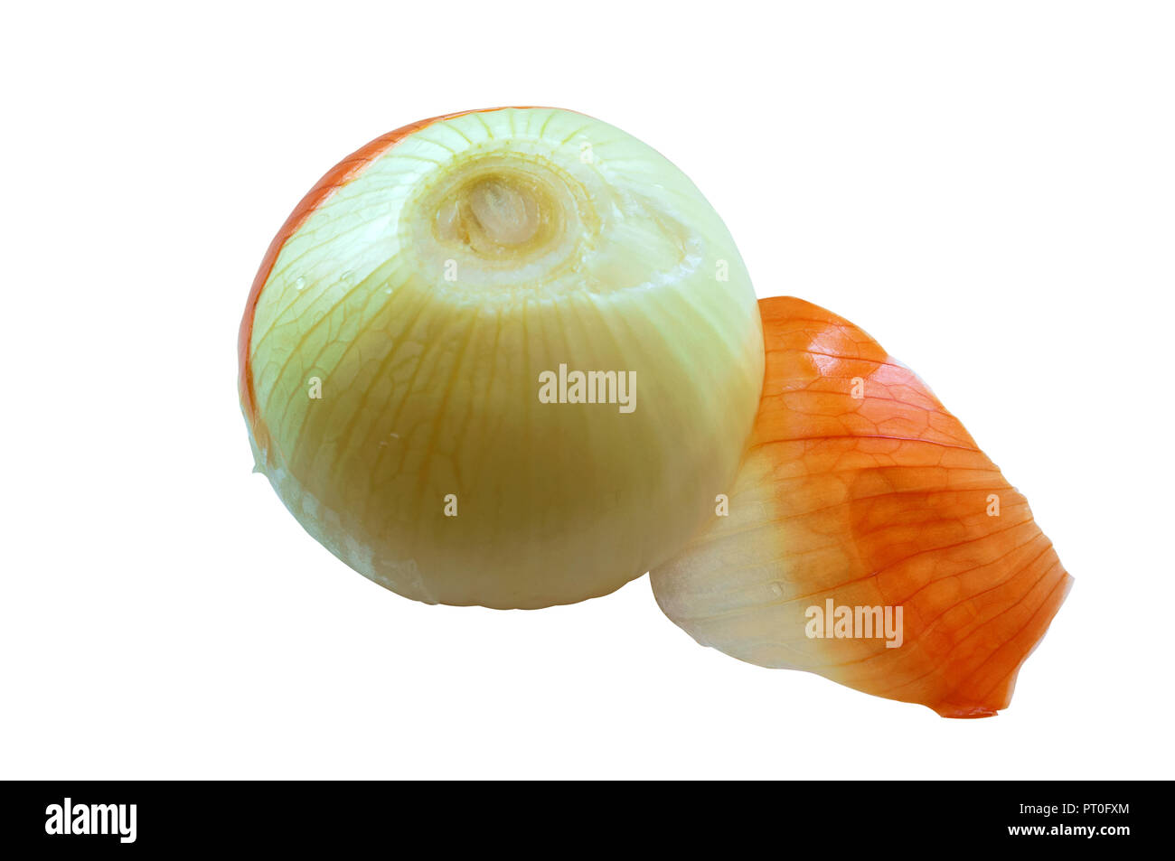 head napiform onions, onions cleaned from the husk, sliced onion Stock