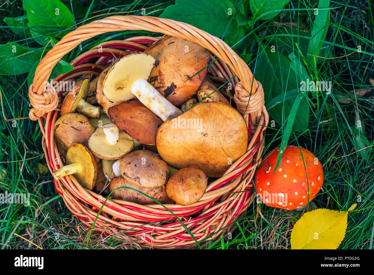 Wicker basket with edible mushrooms and toxic and dangerous to human
