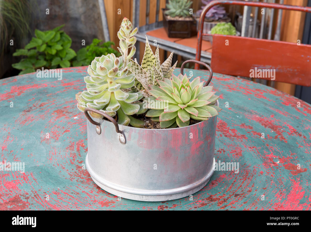 Garden with Cacti and Succulents and sempervivum plants grown in old repurposed recycled cooking pot pots unusual containers on outdoor table RHS UK Stock Photo