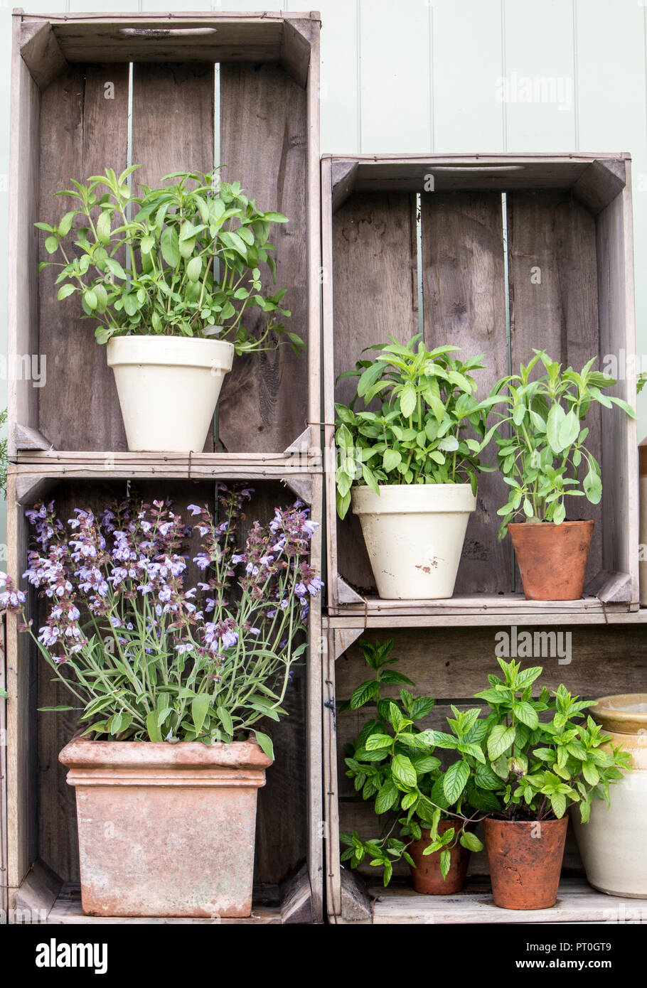 Small Garden with old terracotta and glazed pots planted with herbs, sage, mint, basil, chamomile, displayed in old wooden apple crates, Summer UK Stock Photo
