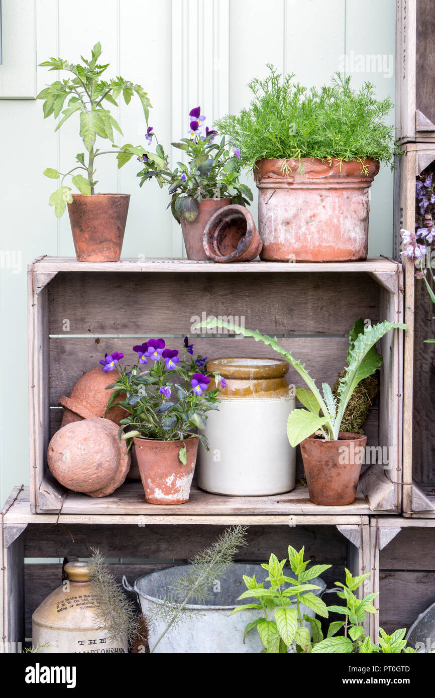 Vertical gardening Small Garden with old terracotta plant pots planted with herbs, sage, viola chamomile, displayed in old apple crates, Summer UK Stock Photo