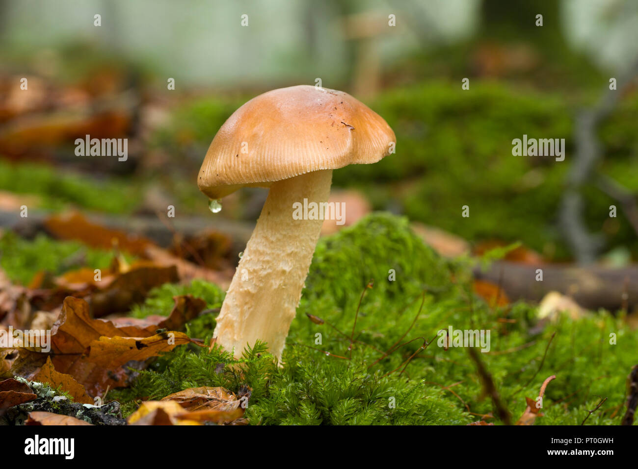 An immature Tawny Grisette (Amanita fulva) mushroom in Beacon Wood in the Mendip Hills, Somerset, England. Stock Photo
