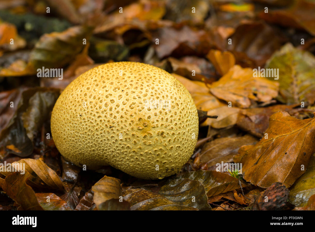 Common Earthball (Scleroderma citrinum) mushrooms in Beacon Hill Wood in the Mendip Hills, Somerset, England. Also known as Pigskin Poison Puffball. Stock Photo