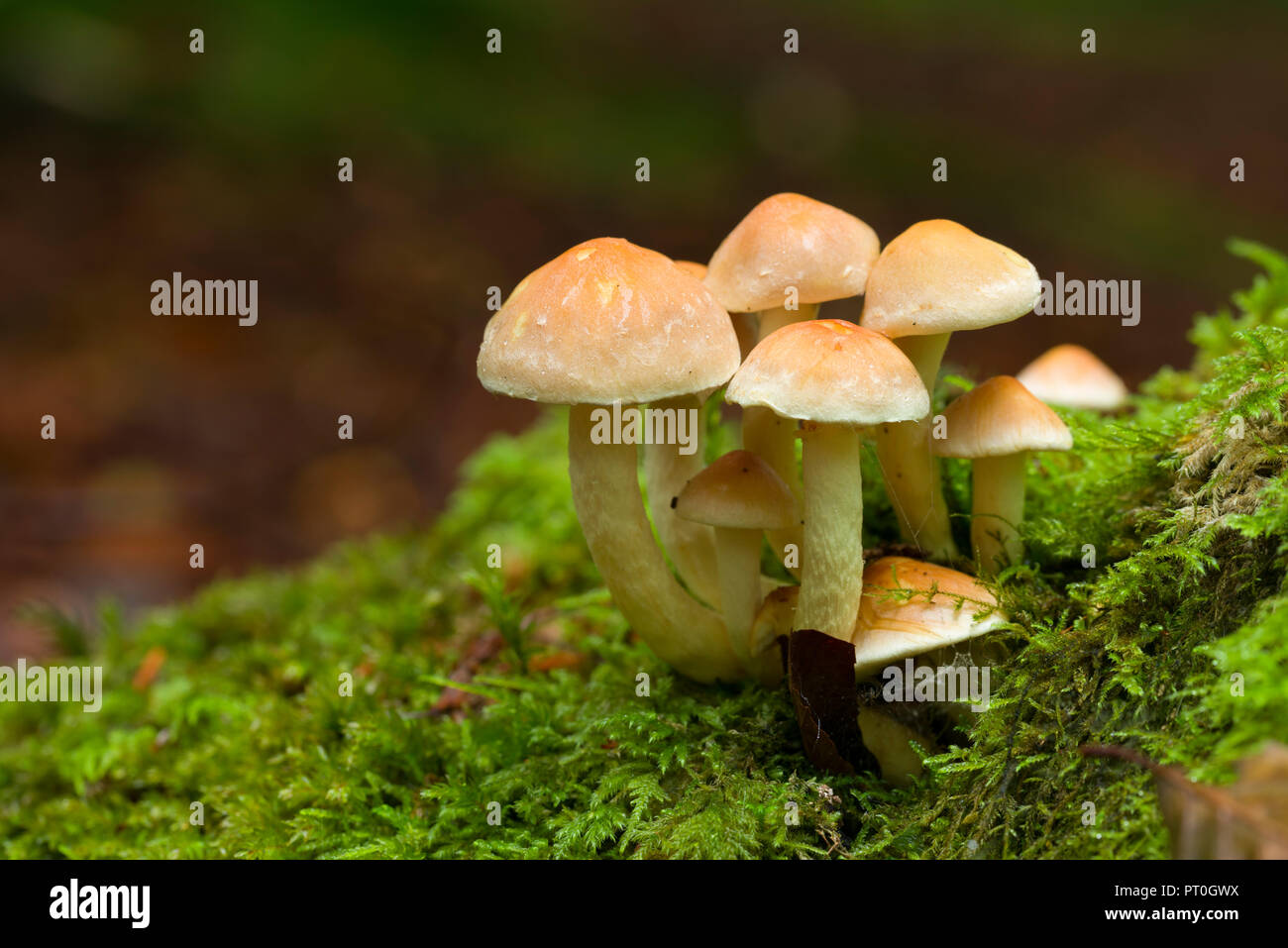 A cluster of Sulphur Tuft (Hypholoma fasciculare) mushrooms at Beacon Hill Wood in the Mendip Hills, Somerset England. Also known as Clustered Woodlover. Stock Photo