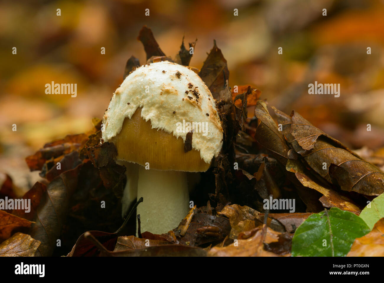 An emergent Tawny Grisette (Amanita fulva) mushroom in Beacon Wood in the Mendip Hills, Somerset, England. Stock Photo