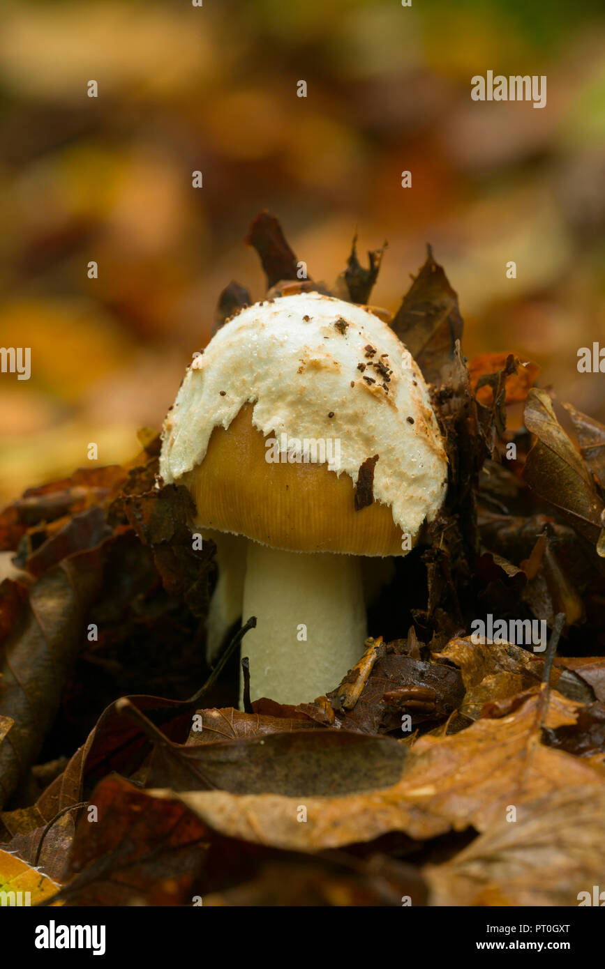 An emergent Tawny Grisette (Amanita fulva) mushroom in Beacon Wood in the Mendip Hills, Somerset, England. Stock Photo