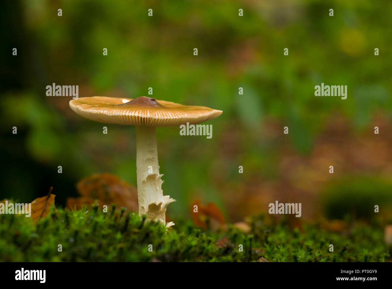 Tawny Grisette (Amanita fulva) mushroom in Beacon Wood in the Mendip Hills, Somerset, England. Stock Photo
