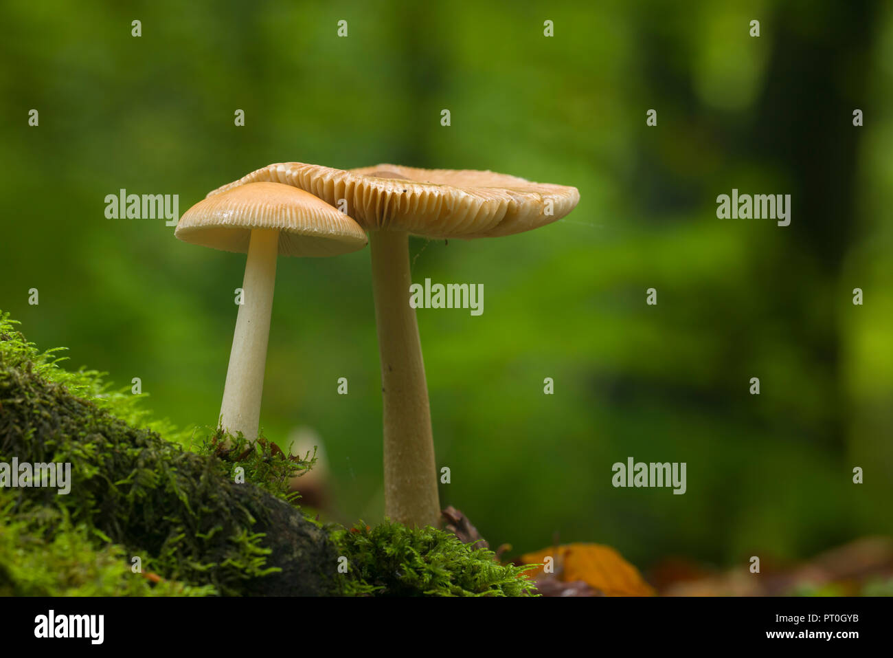 Tawny Grisette (Amanita fulva) mushrooms in Beacon Wood in the Mendip Hills, Somerset, England. Stock Photo