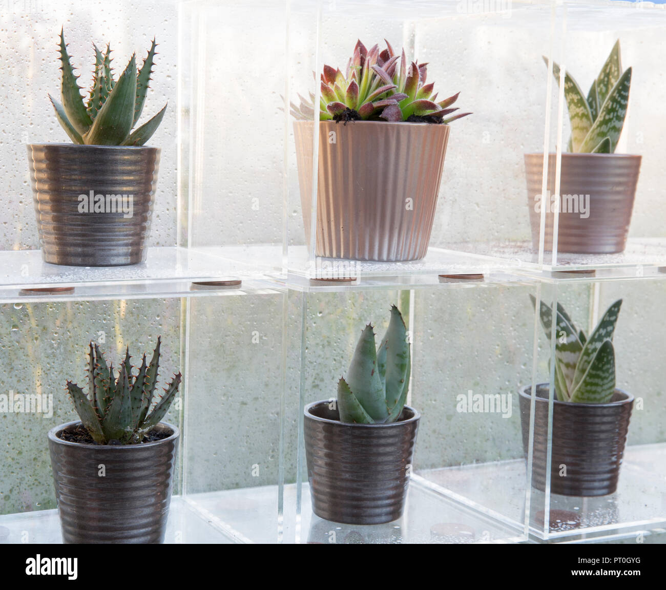 Perspex boxes displaying a collection of succulents growing in ceramic plant pots, Sempervivum, Aloe 'Paradisicum', At Home, Grow, Dine, Relax, RHS Ma Stock Photo
