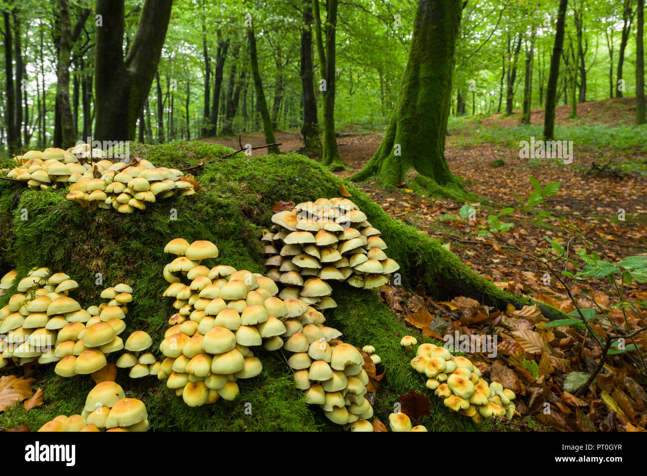 A cluster of Sulphur Tuft (Hypholoma fasciculare) mushrooms on an old tree stump at Beacon Hill Wood in the Mendip Hills, Somerset England. Also known as Clustered Woodlover. Stock Photo
