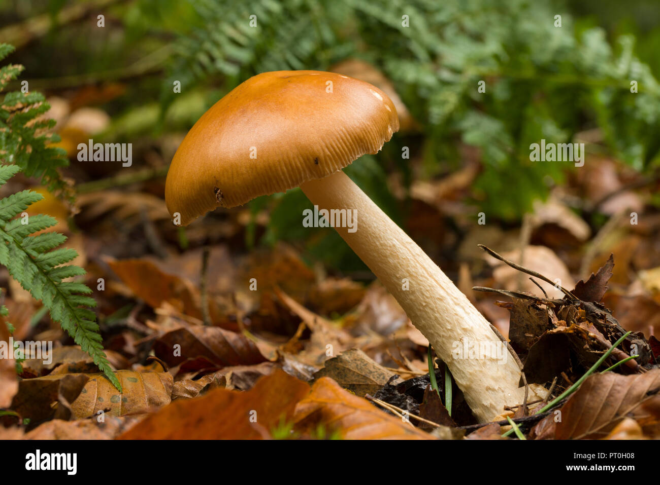 An immature Tawny Grisette (Amanita fulva) mushroom in Beacon Wood in the Mendip Hills, Somerset, England. Stock Photo