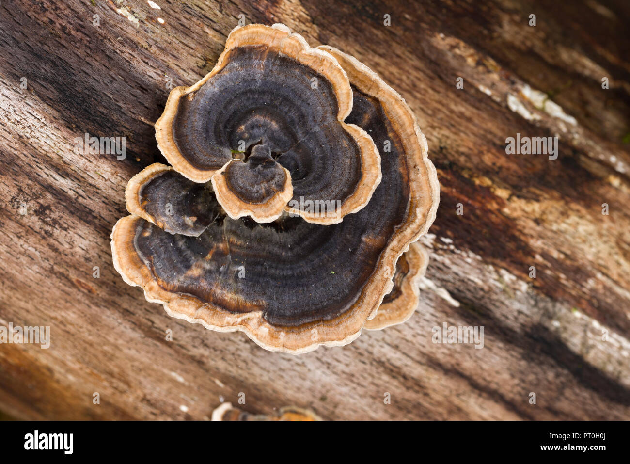 Turkey Tail (Trametes versicolor) shelf fungus growing on a rotting tree branch. Beacon Hill Wood, Somerset, England. Stock Photo