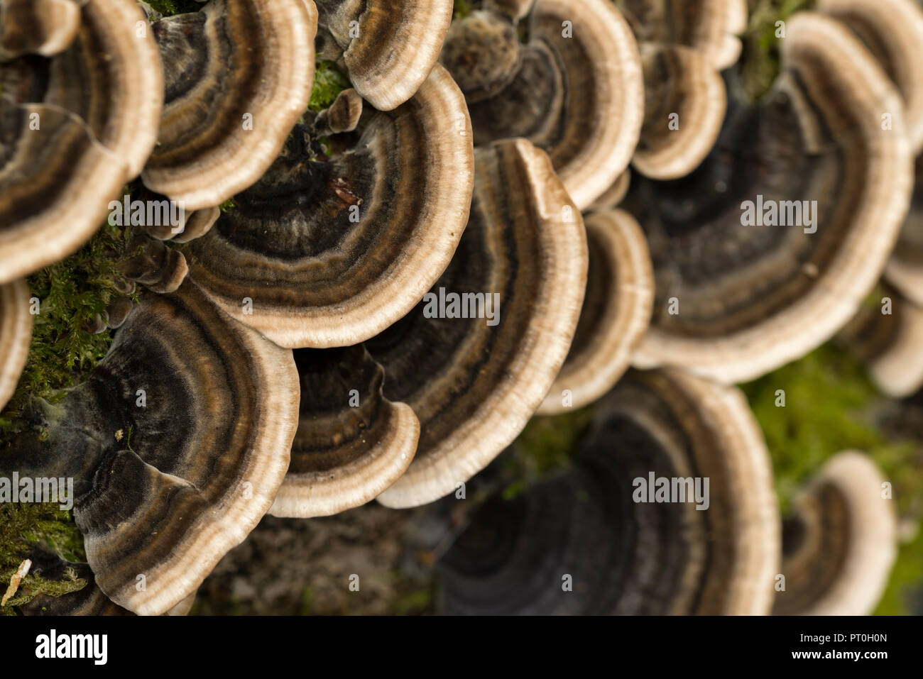 Turkey Tail (Trametes versicolor) shelf fungus. Beacon Hill Wood, Somerset, England. Stock Photo